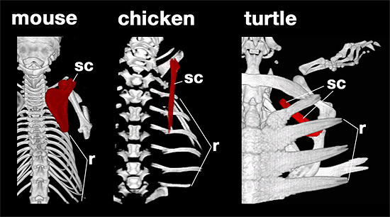 Figure comparing skeletal structures