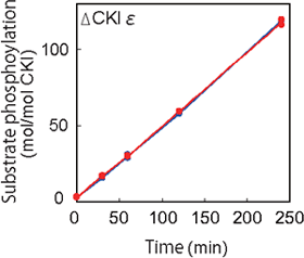 Graph showing the activity of CKIε/δ