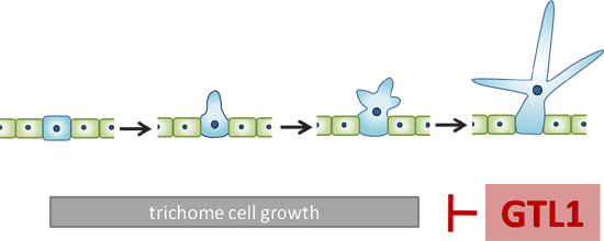 Schematic of action of GTL1 in trichome development