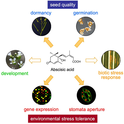 Diagram showing the actions of abscisic acid onto plants