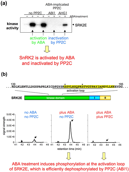 Figures showing how ABA-activated SnRK2 is inactivated by PP2C