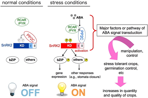 Figure showing ABA signaling mechanism