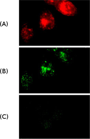 Microscopic images showing the process of internalization