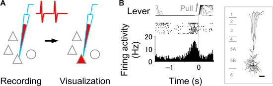 Figure showing juxtacellular recording