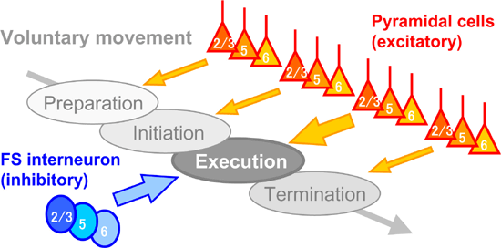 Figure showing functions of pyramidal cells and fast-spiking interneurons