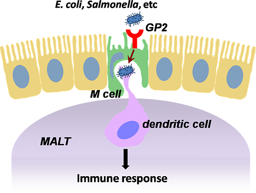 Schematic showingthe role of GP2 in immune response