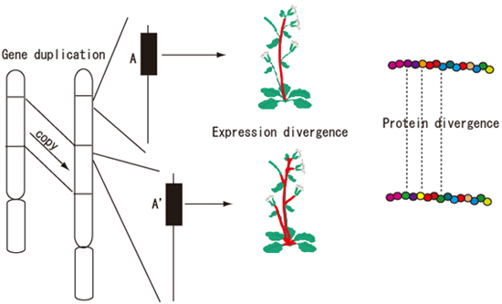 Figure showing the conclusions of the experiments
