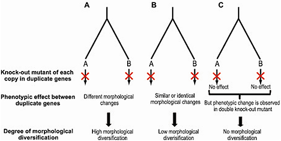 Figure showing paralogous gene pairs with high, low and no morphological diversification