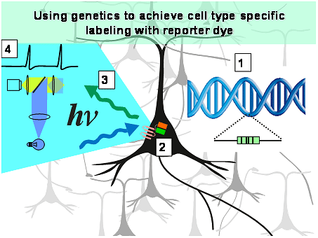 Schematic showing the production of voltage-sensitive fluorescent proteins