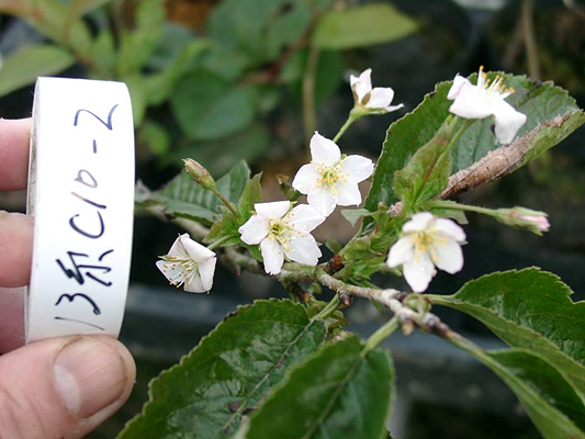 image of the Nishina Otome flowers