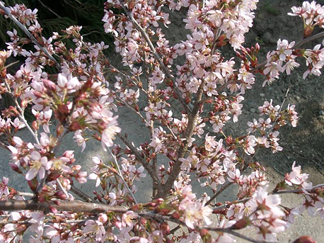 image of the Nishina Otome in spring