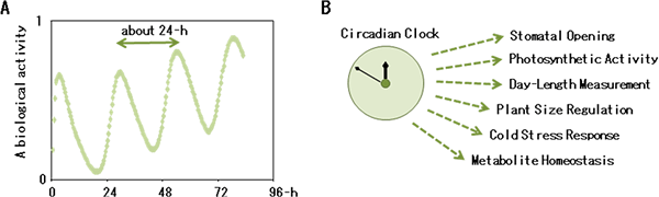 diagrams showing circadian clock in plants