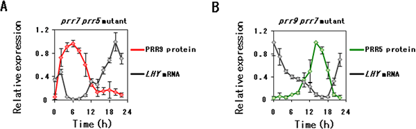 graphs showing the state of LHY expression