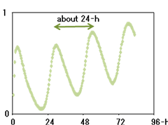 Circadian rhythms of a circadian clock