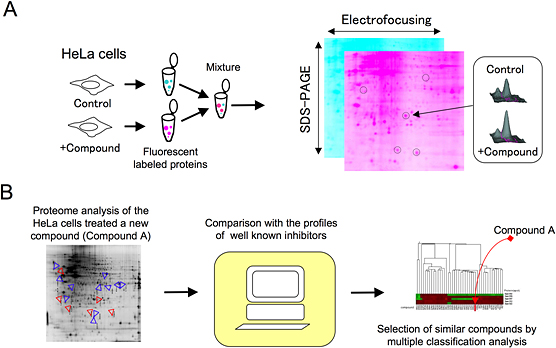 schematic of proteome analysis