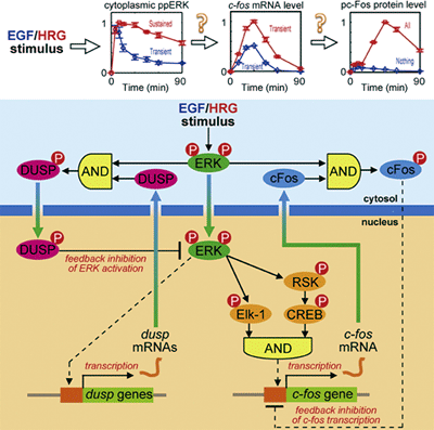 Schemes showing the molecular circuit