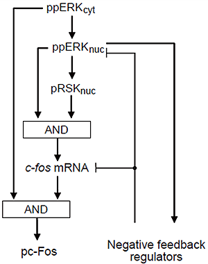 Scheme proposed from this study