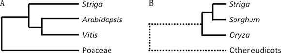 Schematic higher plant phylogeny