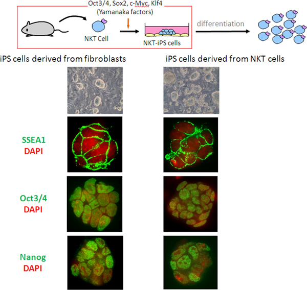 Images showing the process to generate iPS cells