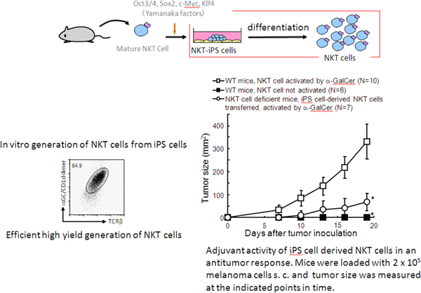 Scheme to generate NKT cells from iPS cells