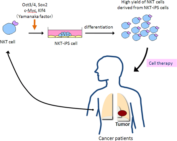 Schematic showing the concept for NKT Cell Adjuvant Immunotherapy