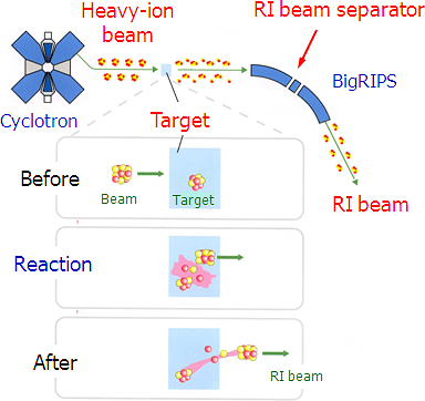 How radioisotopes are made using heavy-ion beams and the RI beam separator