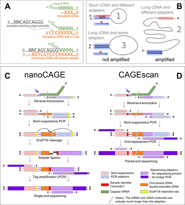 the nanoCAGE and CAGEscan protocols