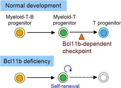 normal development and Bcl11b deficiency