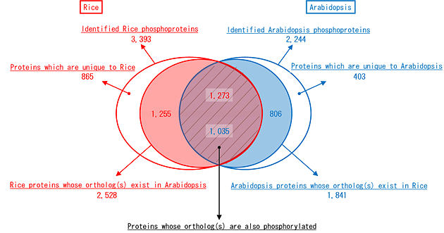 Arabidopsis phosphoproteomes overlap with those of rice