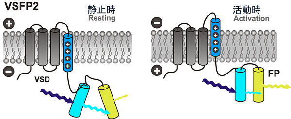 diagram showing how VSFP 2.3/2.42  structure changes during neuronal activation