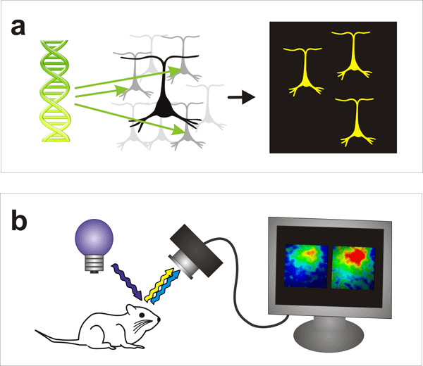 schematic showing how cell population activity can be visualized