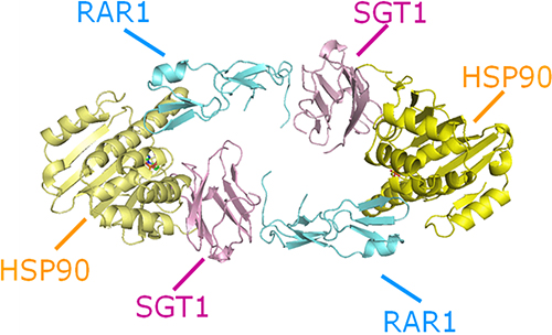 Crystal structure of the complex