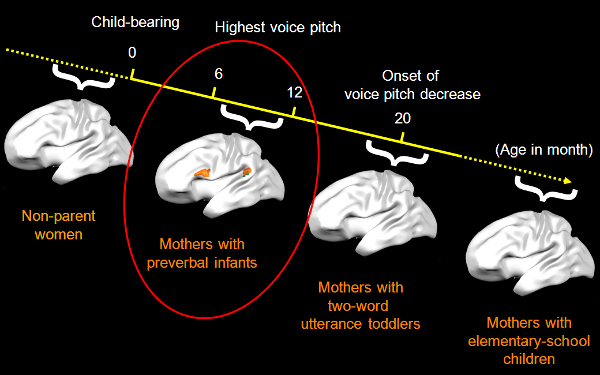 change of mothers' brain activity as child develops