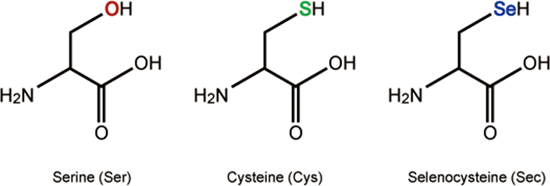 structures of selenocysteine and similar amino aids