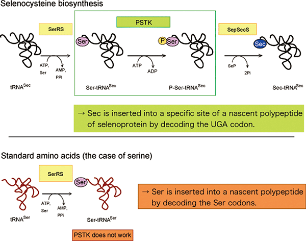 schematic showing the biosynthesis of selenocysteine