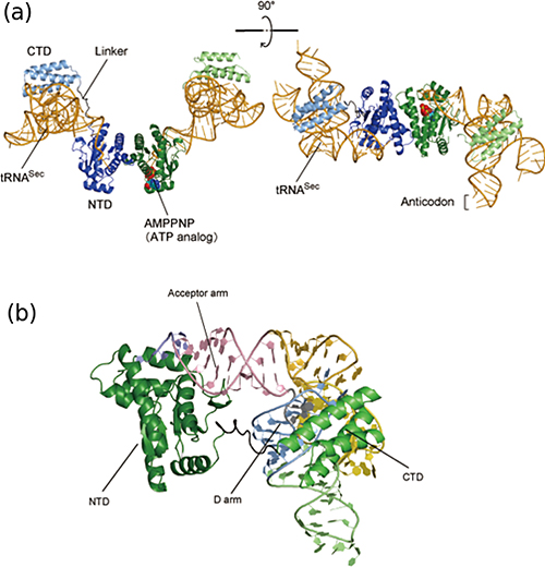 diagram of the tRNA-Sec • PSTK complex