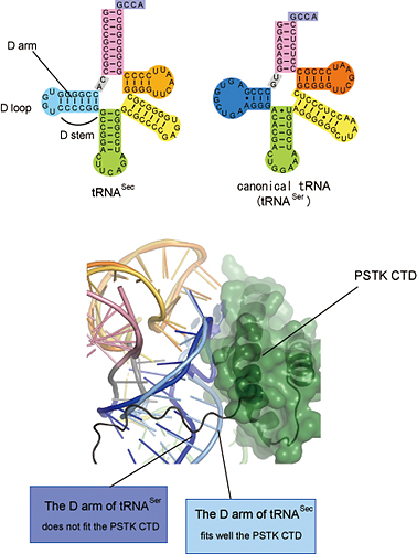 D arm of tRNASec and  PSTK CTD