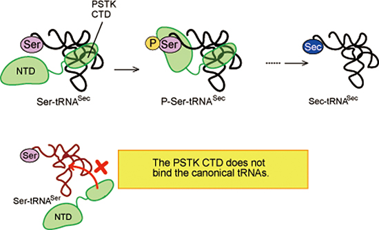 diagram showing tRNA-Sec recognition by PSTK