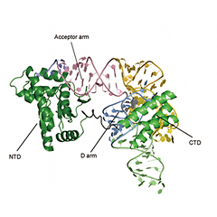 Close-up view of PSTK molecule bound to tRNA-Sec