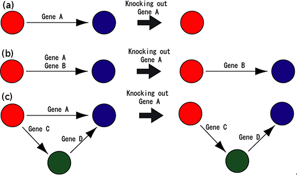 diagram of the compensation mechanism in Arabidopsis thaliana.