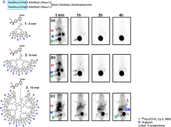 glycoclusters in normal BALB/c nude mice