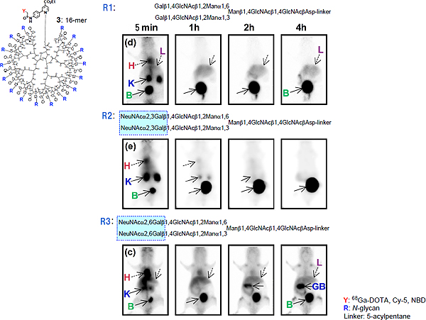 PET images of glycoclusters