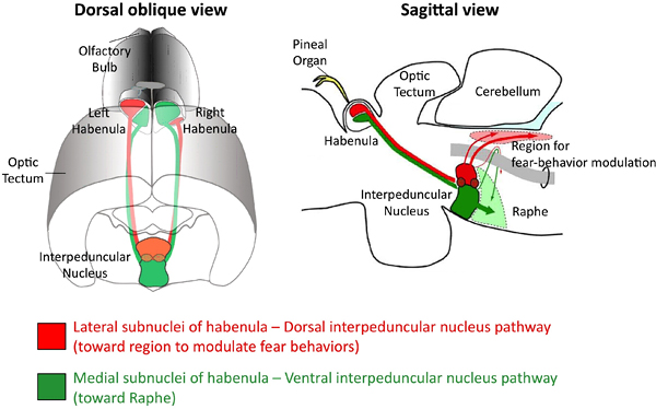 Anatomical connection from the habenula to the interpeduncular nucleus (IPN) 