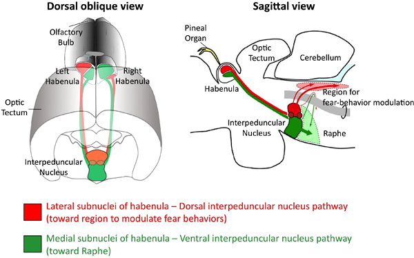 Anatomical connection from the habenula to the interpeduncular nucleus (IPN)