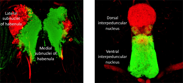 the habenula and its projection to the IPN