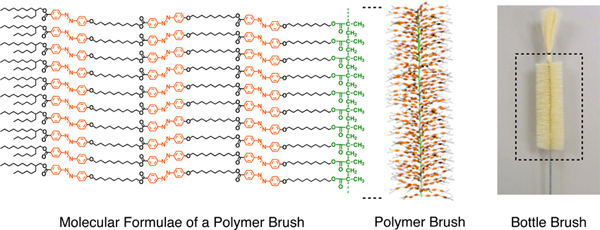 Polymer brush