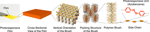 Schematic of 3D structure of hot-pressed polymer brush film.