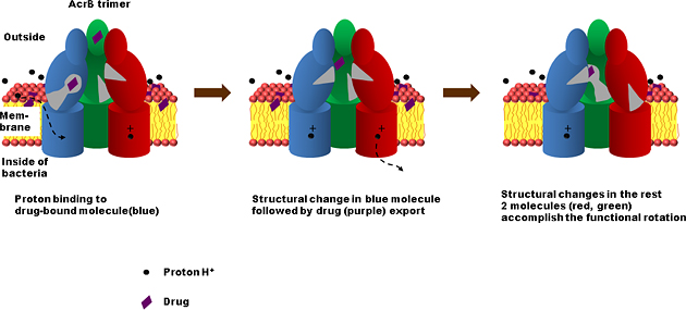 How AcrB drug export and functional rotation are triggered by proton-binding.