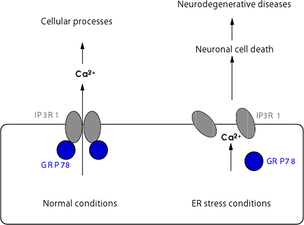 diagram showing IP3R1 assembly regulation