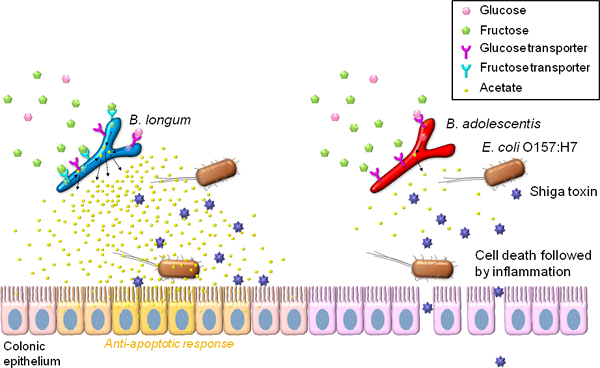 Schematic of the mechanisms of infection and prevention